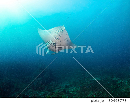 バク宙で泳いでプランクトンを捕食するナンヨウマンタ (ヌメア、ニューカレドニア) 80443773