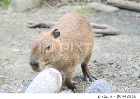 カピバラの赤ちゃん カピバラの赤ちゃん 80443916