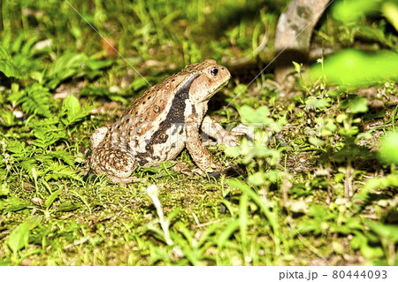 庭に生息するヒキガエル 80444093