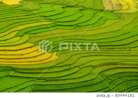 Rice fields on terraced beautiful shape of TU LE Valley, view on the road between Nghia Lo and Mu Cang Chai, Yen Bai province, Vietnam. 80444181