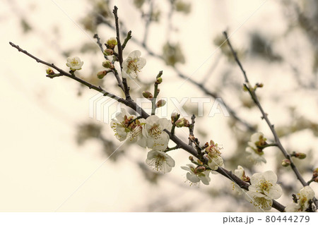 うめ 春告草 ソシンロウバイ 80444279