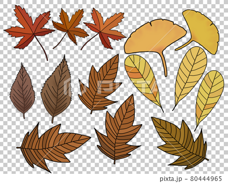 다양한 색의 가을 단풍과 나뭇잎들 - 스톡일러스트 [80444965] - Pixta