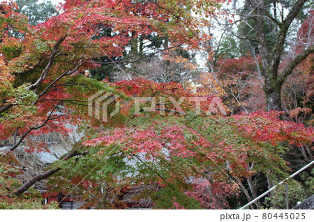 奈良 談山神社 紅葉の秋 史跡 【奈良県】 奈良 談山神社 紅葉の秋 史跡 【奈良県】 80445025
