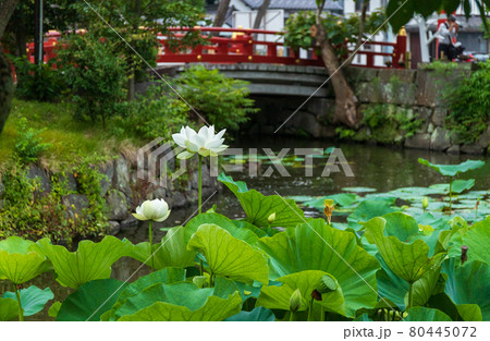 鎌倉市鶴岡八幡宮蓮池 鎌倉市鶴岡八幡宮蓮池 80445072