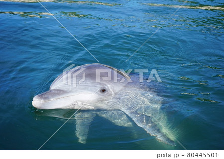 ドルフィンファームしまなみのイルカ ドルフィンファームしまなみのイルカ 80445501
