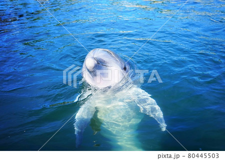 ドルフィンファームしまなみのイルカ 80445503