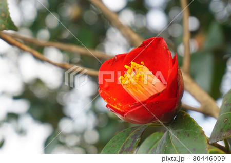 ヤブツバキの花と木。 80446009