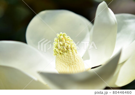 タイサンボクと大輪の花 泰山木 大山木 常緑樹の写真素材