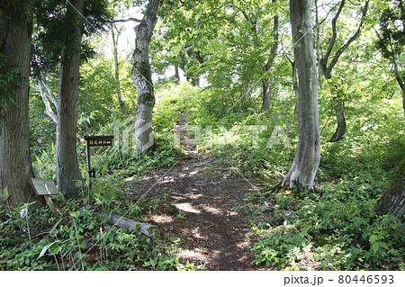 坊谷山：柳古新田ルートにて（新潟県南魚沼市） 80446593