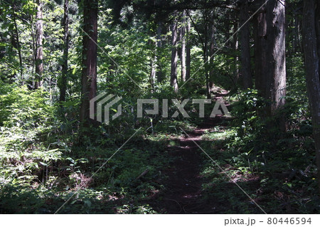 坊谷山：柳古新田ルートにて（新潟県南魚沼市） 80446594