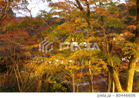 談山神社 奈良 紅葉 【奈良県】 談山神社 奈良 紅葉 【奈良県】 80446606