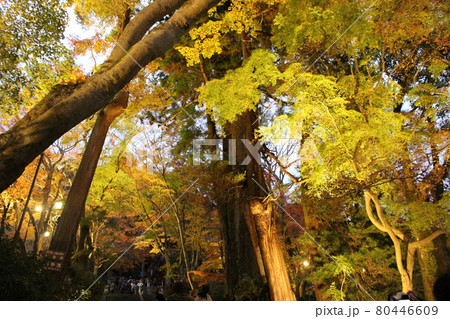 談山神社 奈良 紅葉 【奈良県】 談山神社 奈良 紅葉 【奈良県】 80446609