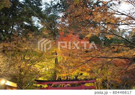 談山神社 奈良 紅葉 【奈良県】 談山神社 奈良 紅葉 【奈良県】 80446617