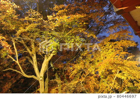 奈良　紅葉の談山神社　プイトアップ　【奈良県】 80446697