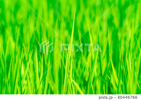 夏の水田の稲　【長野県】 80446766