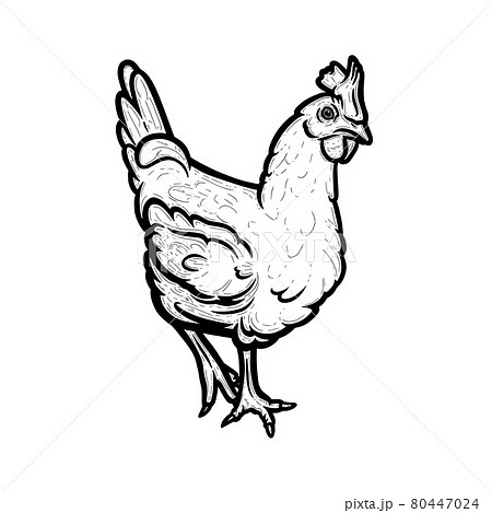 Realistic hen or chicken outlined in white background. Free grazing hen bird in the runch. Vector illustration Realistic hen or chicken outlined in white background. Free grazing hen bird in the runch. Vector illustration 80447024