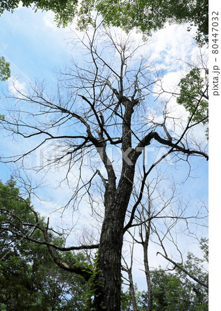 ナラ枯れ被害のコナラの木　福島県只見町 80447032