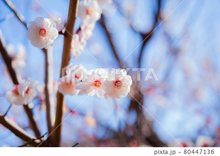 世田谷羽根木公園の梅の花 80447136