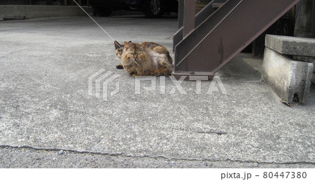茶色と黒の斑模様の野良猫2匹 茶色と黒の斑模様の野良猫2匹 80447380