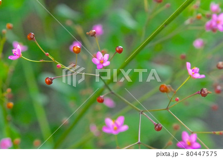 ハゼランの花と実 80447575