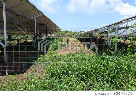 雑草が生い茂った太陽光発電所 80447579
