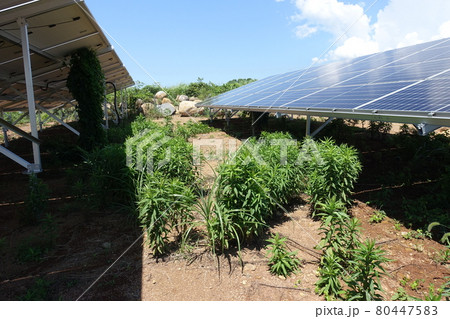 雑草が生い茂った太陽光発電所 雑草が生い茂った太陽光発電所 80447583