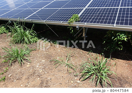 雑草が生い茂った太陽光発電所 雑草が生い茂った太陽光発電所 80447584