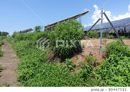 雑草が生い茂った太陽光発電所 80447591
