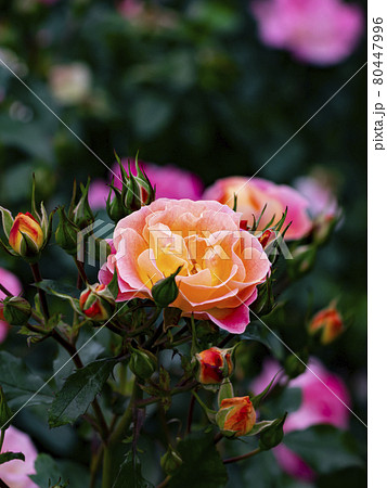 薔薇 バラ科 バラ 80447996