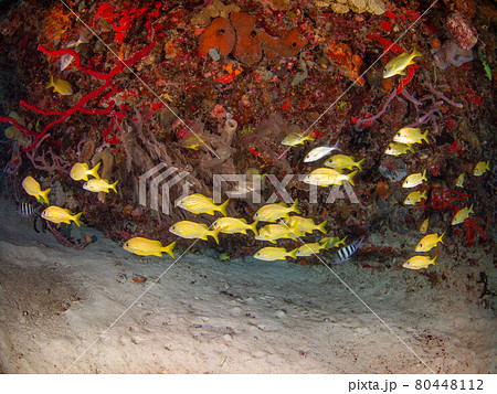 岩陰で群れるフレンチグラント(イサキの仲間) (プラヤ・デル・カルメン、メキシコ) 岩陰で群れるフレンチグラント(イサキの仲間) (プラヤ・デル・カルメン、メキシコ) 80448112