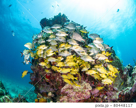 珊瑚礁に群れるイサキの仲間 (プラヤ・デル・カルメン、メキシコ) 80448117