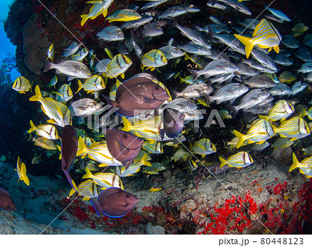 珊瑚礁の岩陰で群れるヨコシマハギとイサキの仲間 (プラヤ・デル・カルメン、メキシコ) 80448123