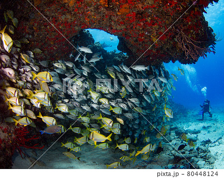 珊瑚礁の岩陰で群れるイサキの仲間 プラヤ デル カルメン メキシコ の写真素材