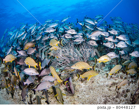 珊瑚礁で群れるイサキの仲間 (プラヤ・デル・カルメン、メキシコ) 珊瑚礁で群れるイサキの仲間 (プラヤ・デル・カルメン、メキシコ) 80448127