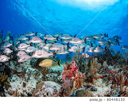 珊瑚礁で群れるセーラーズグラント(イサキの仲間) (プラヤ・デル・カルメン、メキシコ) 珊瑚礁で群れるセーラーズグラント(イサキの仲間) (プラヤ・デル・カルメン、メキシコ) 80448130