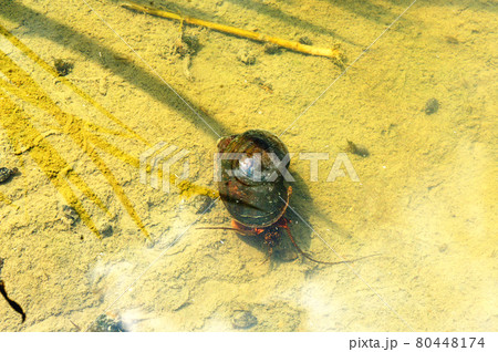 ジャンボタニシ 80448174