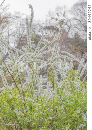 ユキヤナギ ユキヤナギ 80449242