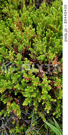 Background of crowberry thickets Background of crowberry thickets 80449430