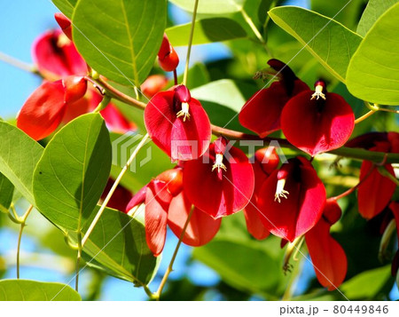 夏の日差しを浴びたアメリカデイゴの赤い花 夏の日差しを浴びたアメリカデイゴの赤い花 80449846