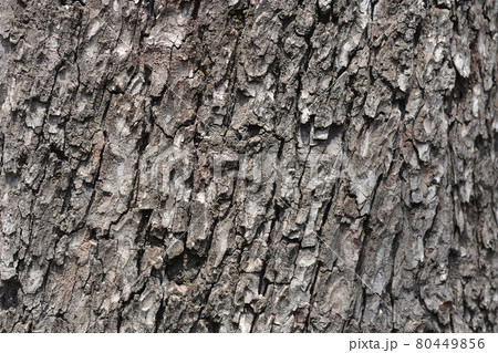 Common horse chestnut Common horse chestnut 80449856
