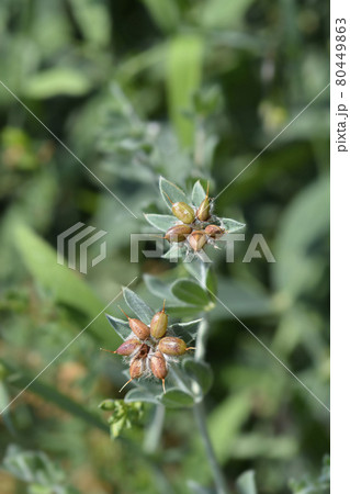 Hairy canary clover Hairy canary clover 80449863