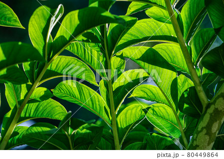 Green leaves of amorphophallus konjac. Green leaves of amorphophallus konjac. 80449864
