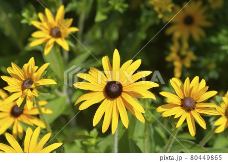 Deams coneflower Deams coneflower 80449865