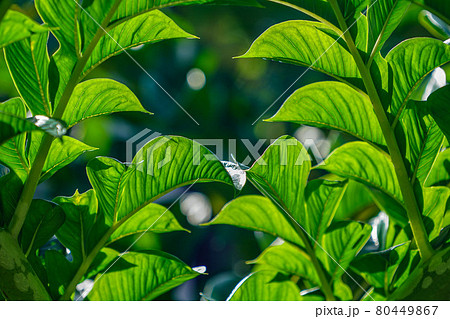 Green leaves of amorphophallus konjac. Green leaves of amorphophallus konjac. 80449867