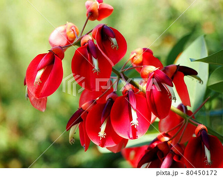 木漏れ日を浴びたアメリカデイゴの赤い花 木漏れ日を浴びたアメリカデイゴの赤い花 80450172