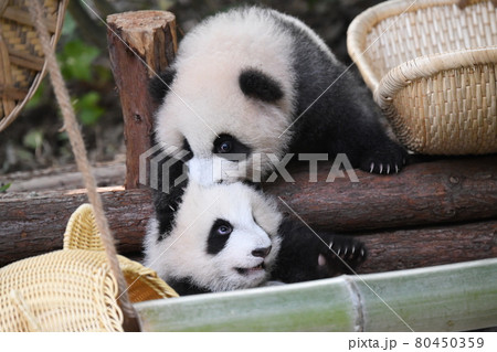 頭を噛んで遊ぶ赤ちゃん灰色パンダの写真素材