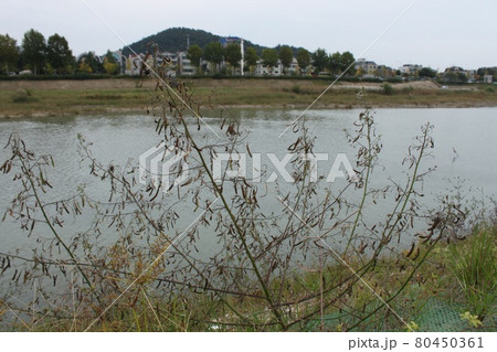 韓国大田の甲川付近 韓国大田の甲川付近 80450361
