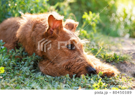 Gorgeous beautiful purebred young obedient Irish Terrier dog with a wise smart serious look lies in the grass in nature outdoors in summer 80450389