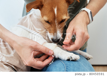 Dog with a bandage on his paw. Pet care 80450591