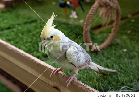 かわいい小型鳥類のセキセイインコの写真素材